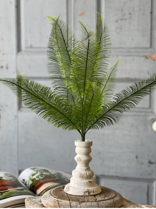 Quill Fern Bush