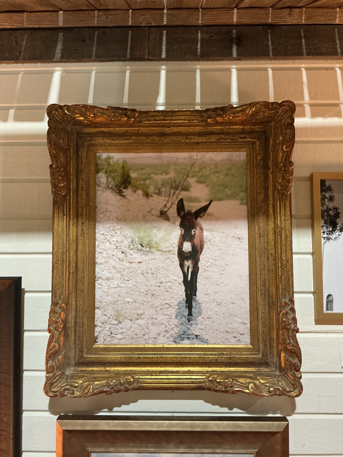 Boquillas Lone Donkey