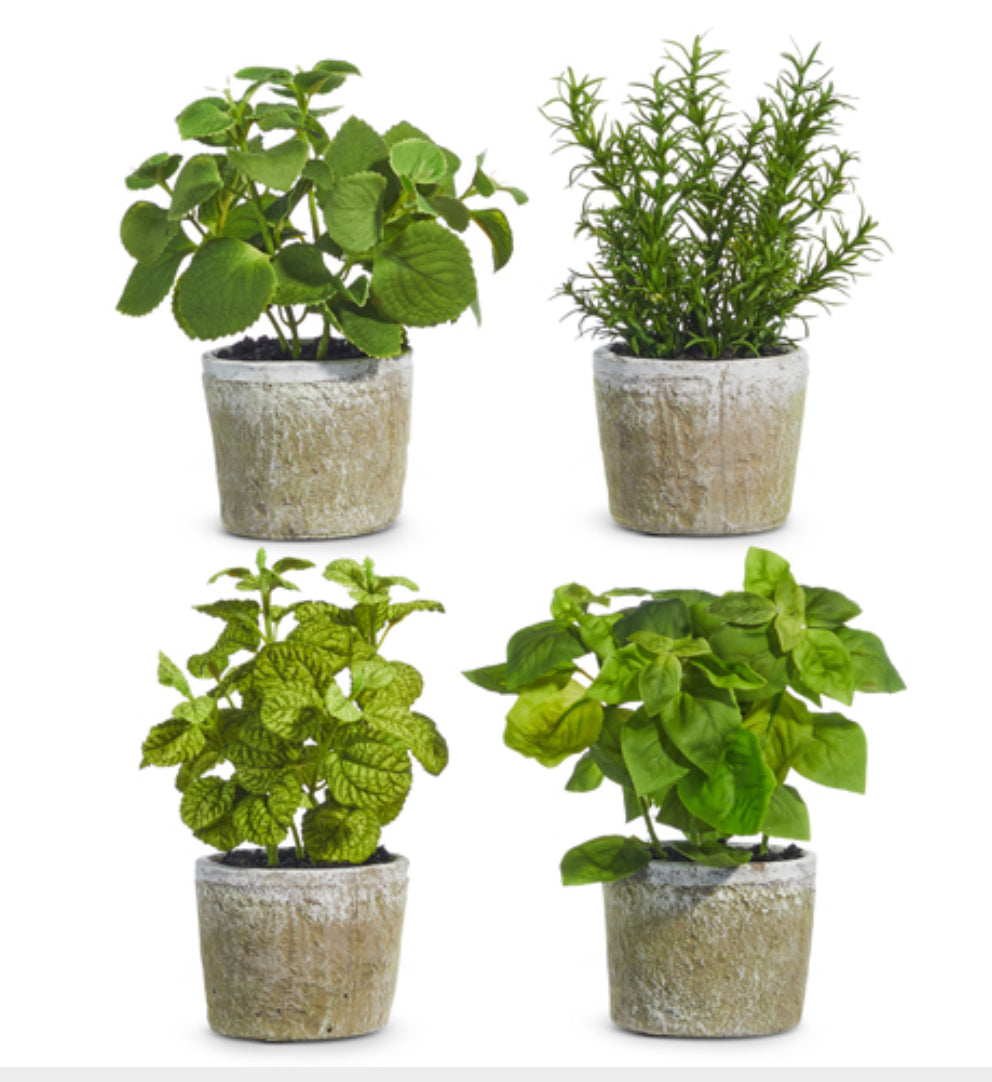 Potted Herb