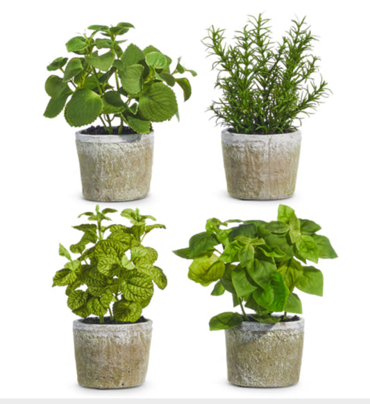 Potted Herb