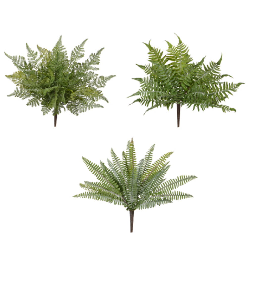 Fern Bush