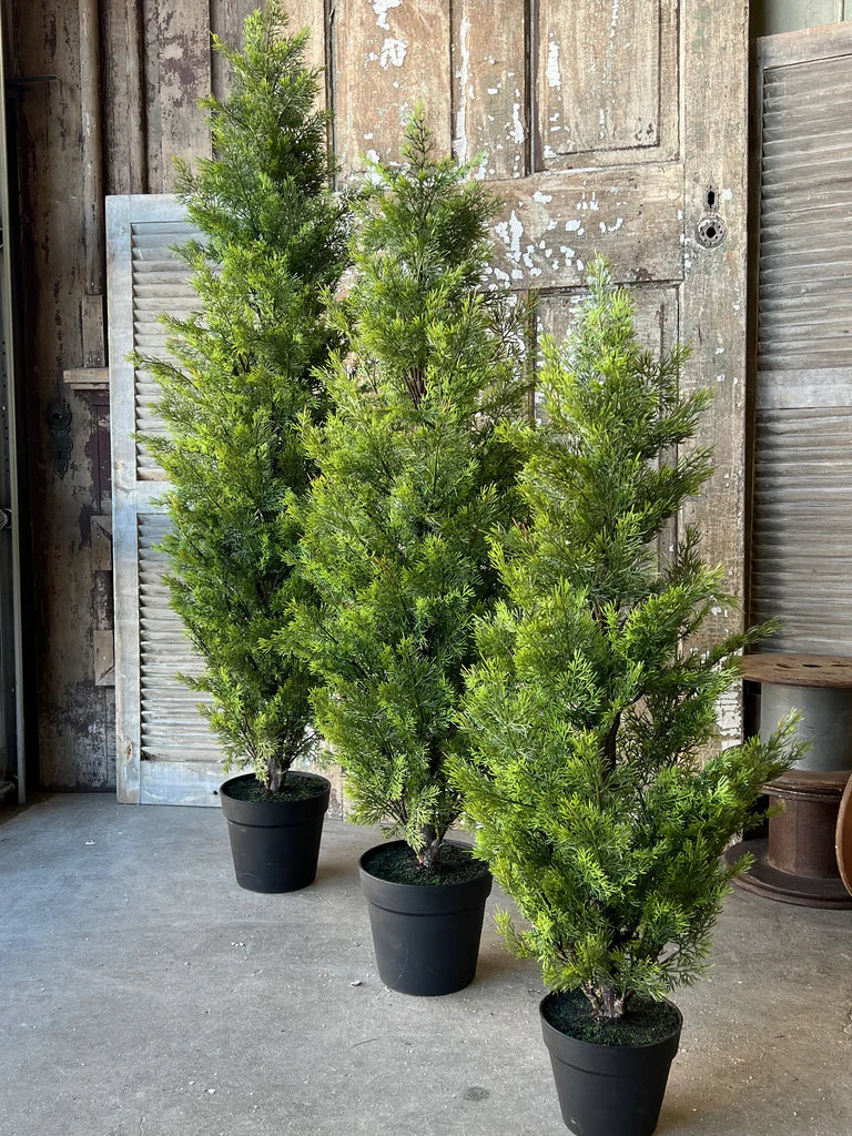 5' Colonnade Cedar Tree