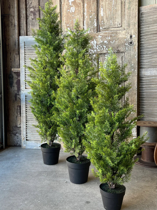 5' Colonnade Cedar Tree