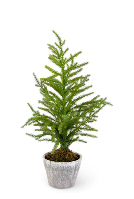 Norfolk Pine Tree in Gray Pot