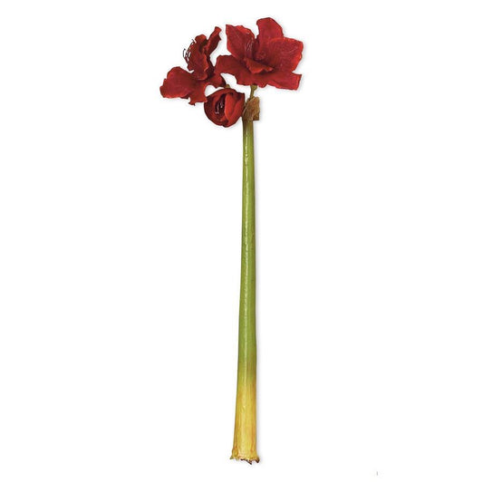 31.5” Red Amaryllis Stem