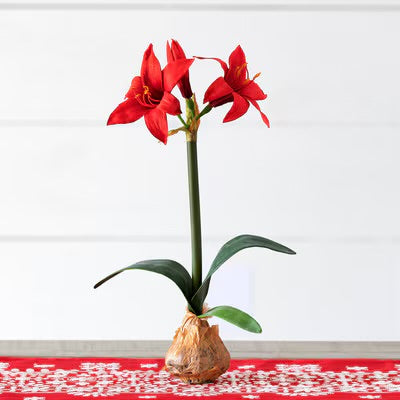 Star Amaryllis in Bulb Pot