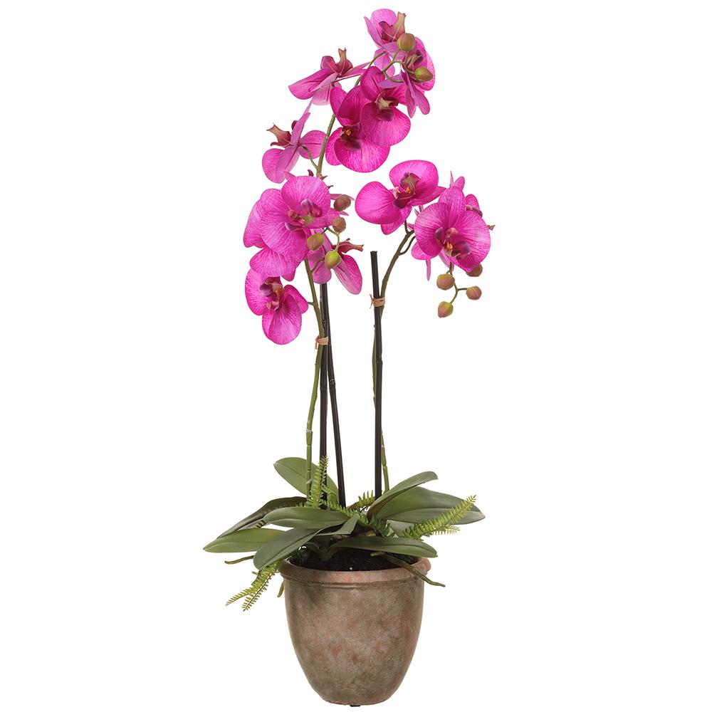 27" Phalaenopsis Plant in Pot