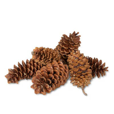 Sugar Pine Cones