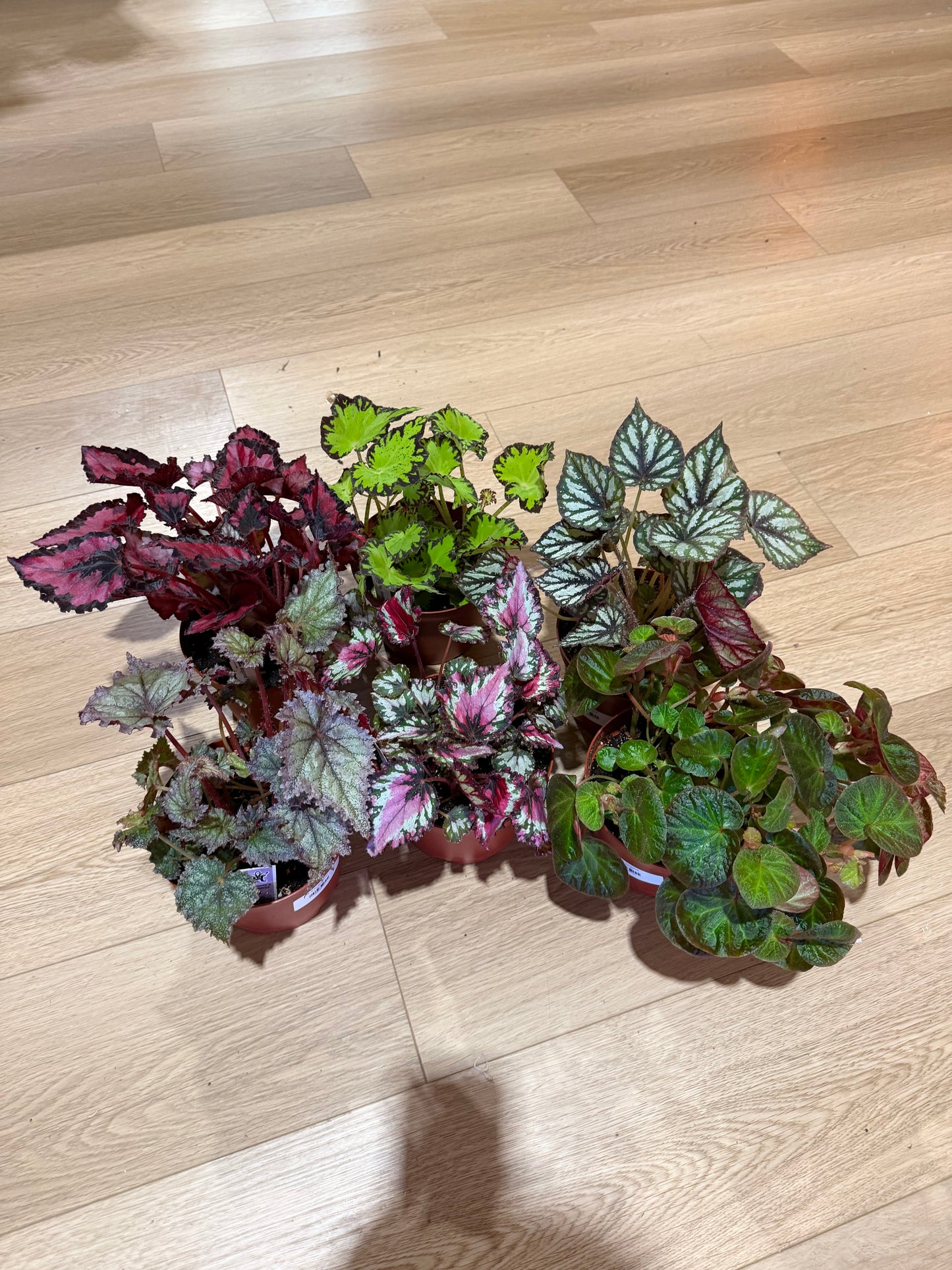S+F 6.5" Begonia