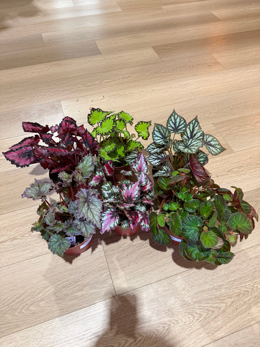 S+F 6.5" Begonia