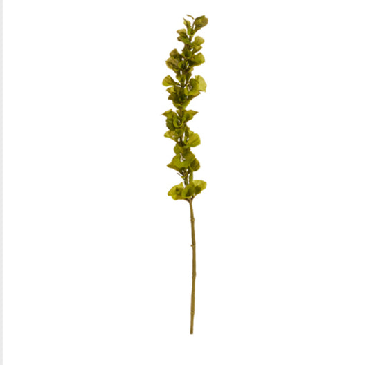Bells of Ireland Stem