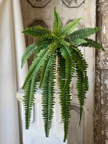 Niagara Fern Hanging