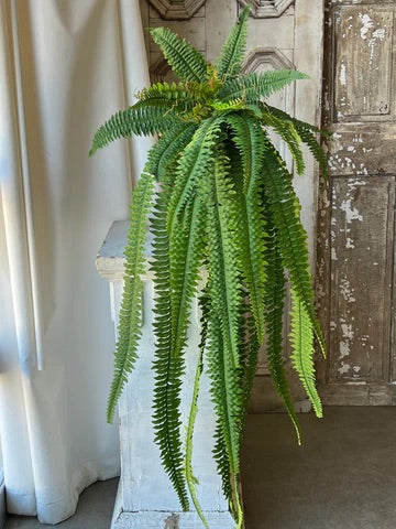 Niagara Fern Hanging