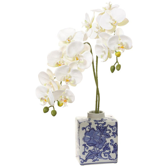 20" Phalaenopsis Orchid