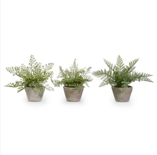 Potted Fern
