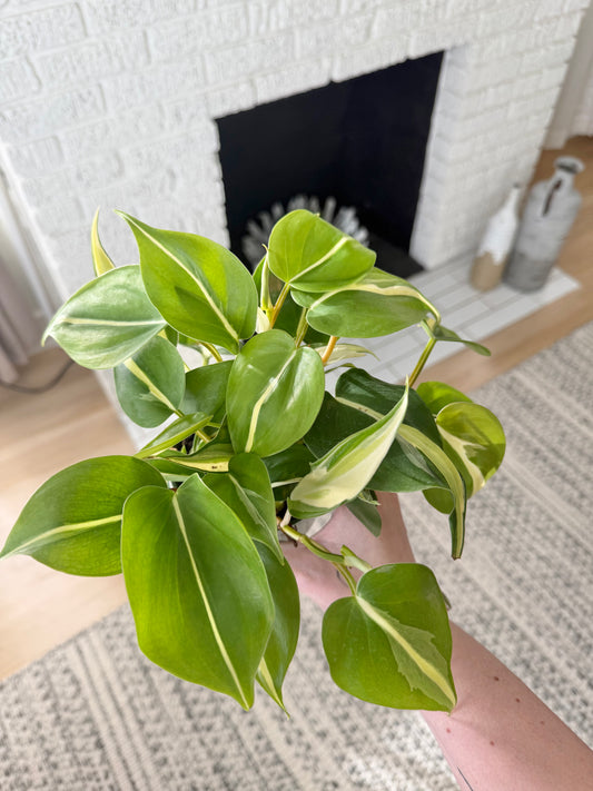 S+F 4” Philodendron Silver Stripe