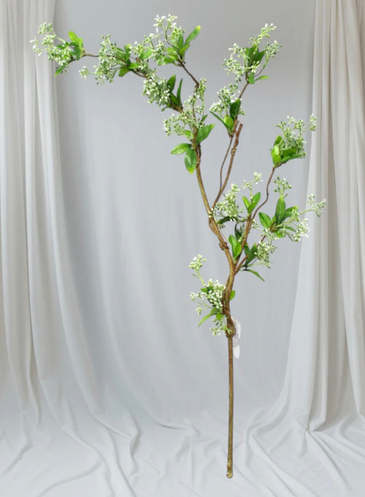 S+F Seeded Branch