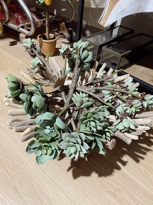 Stem Succulent