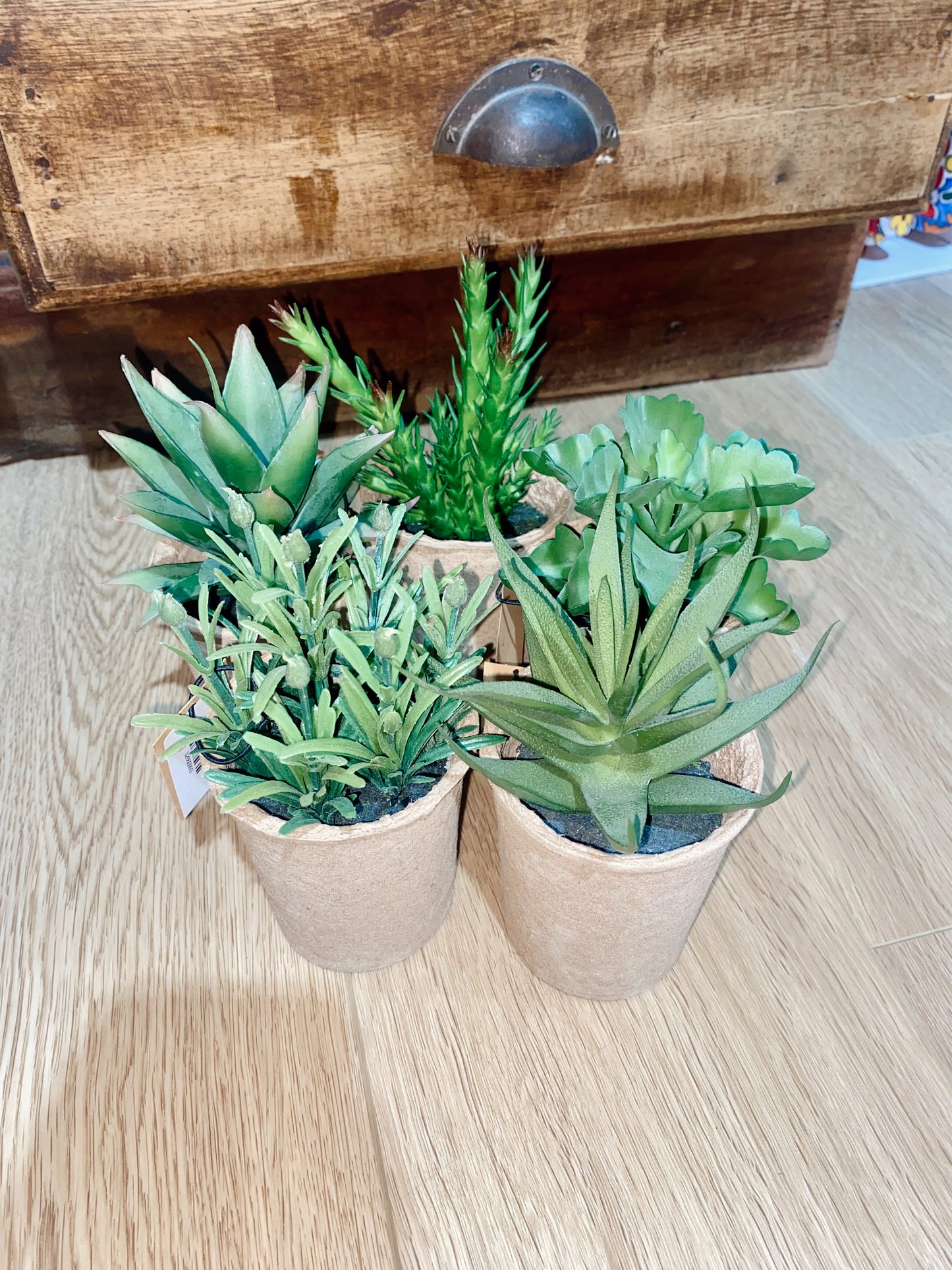 Succulents