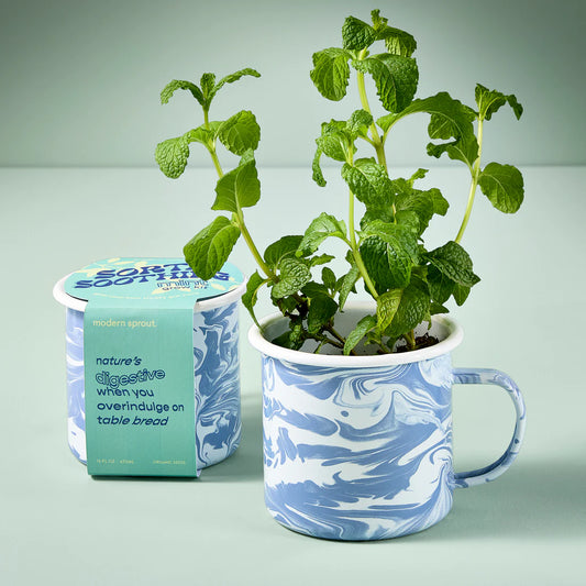 Herb Mug Grow Kit