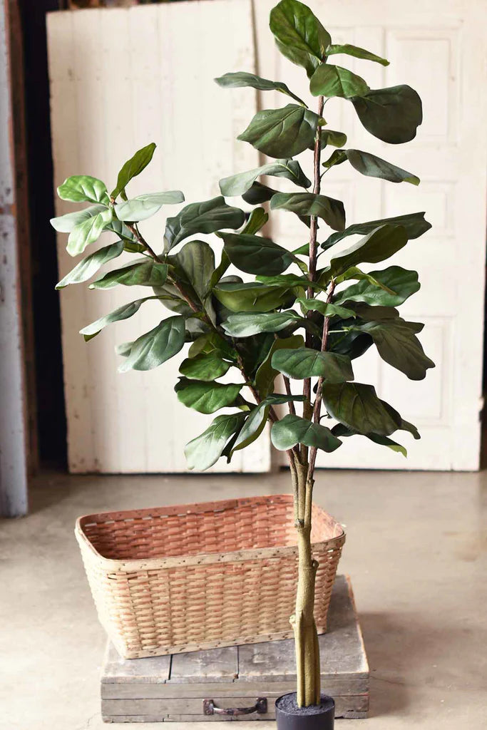 6' Fetching Fiddleleaf Fig Tree